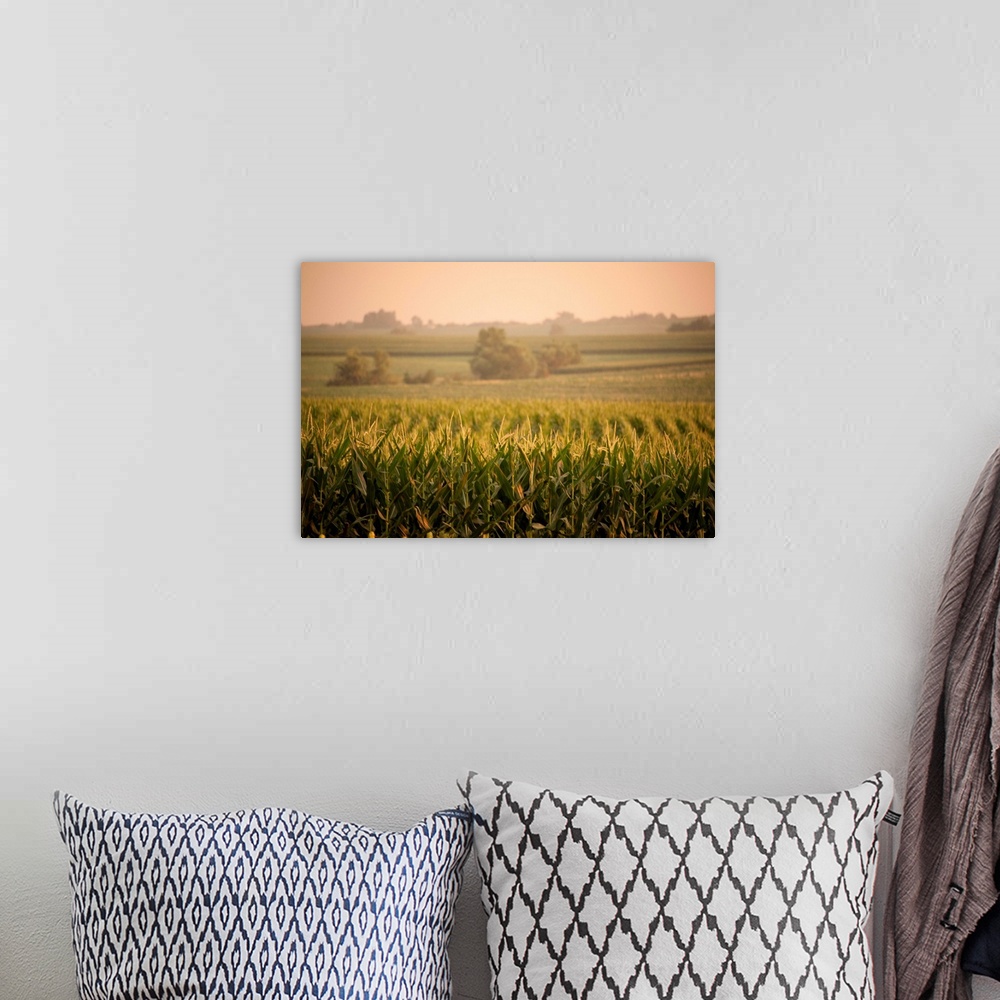 A bohemian room featuring A non-irrigated field of corn near Bennet, Nebraska