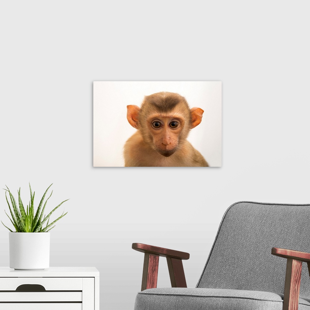 A modern room featuring A baby northern pig-tailed macaque, Macaca leonina chinensis, at Angkor Center for Conservation o...