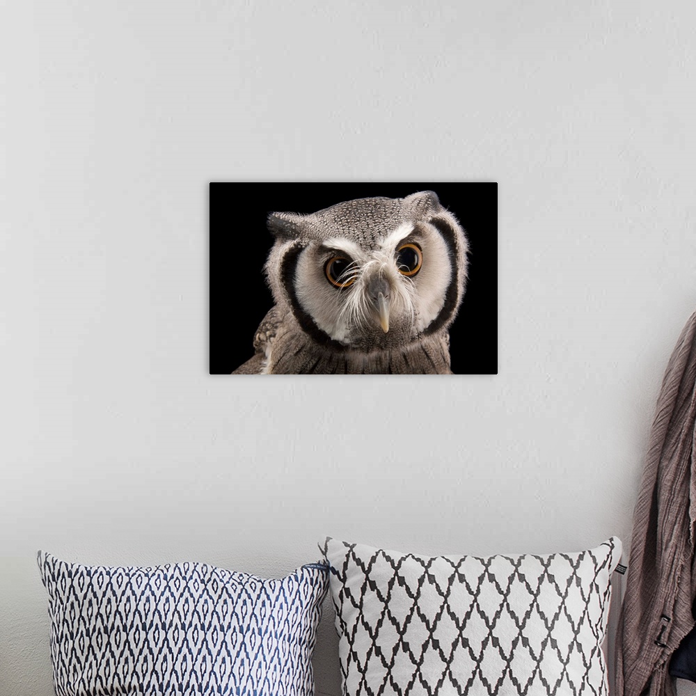 A bohemian room featuring A Northern white-faced owl, Ptilopsis leucotis.