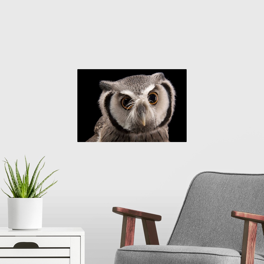 A modern room featuring A Northern white-faced owl, Ptilopsis leucotis.