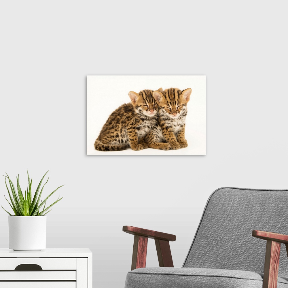 A modern room featuring A pair of four-week-old old Asian leopard cats, (Prionailurus bengalensis bengalensis). These two...