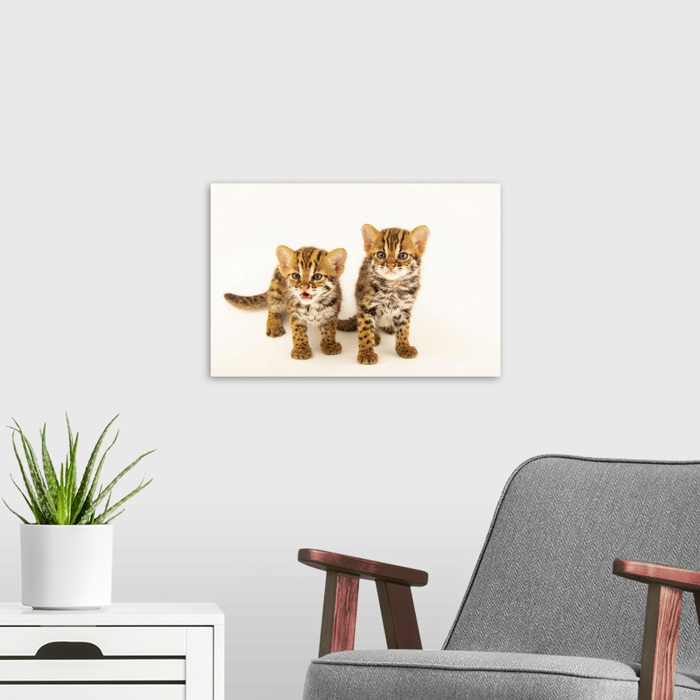 A modern room featuring A pair of four-week-old old Asian leopard cats, (Prionailurus bengalensis bengalensis). These two...