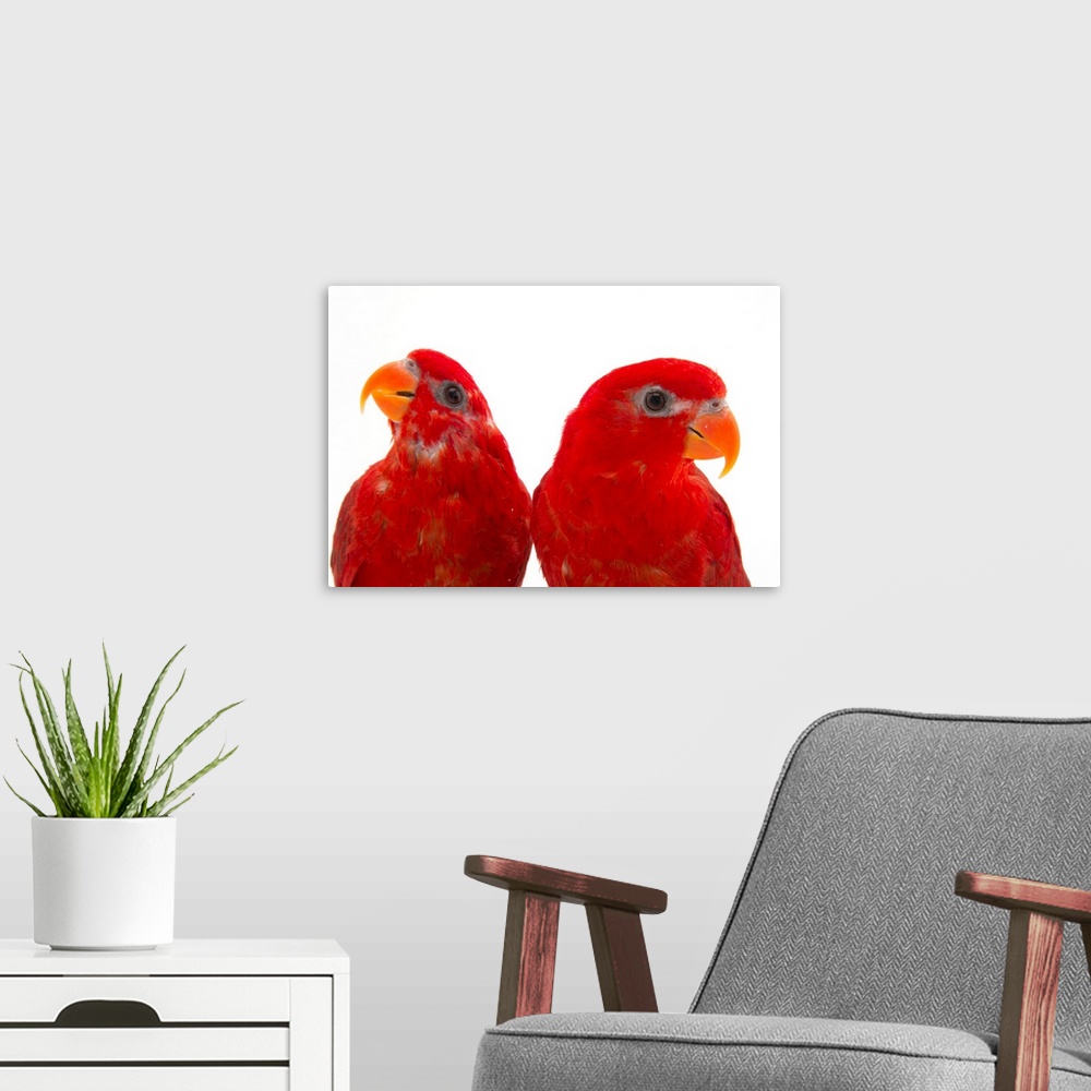 A modern room featuring A pair of red lories, Eos bornea, at the Indianapolis Zoo.