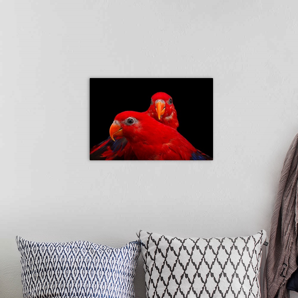 A bohemian room featuring A pair of red lories, Eos bornea, at the Indianapolis Zoo.