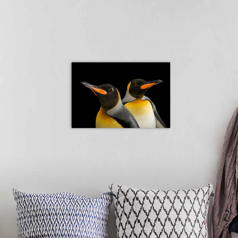 A bohemian room featuring A pair of South Georgia king penguins, Aptenodytes patagonicus patagonicus.