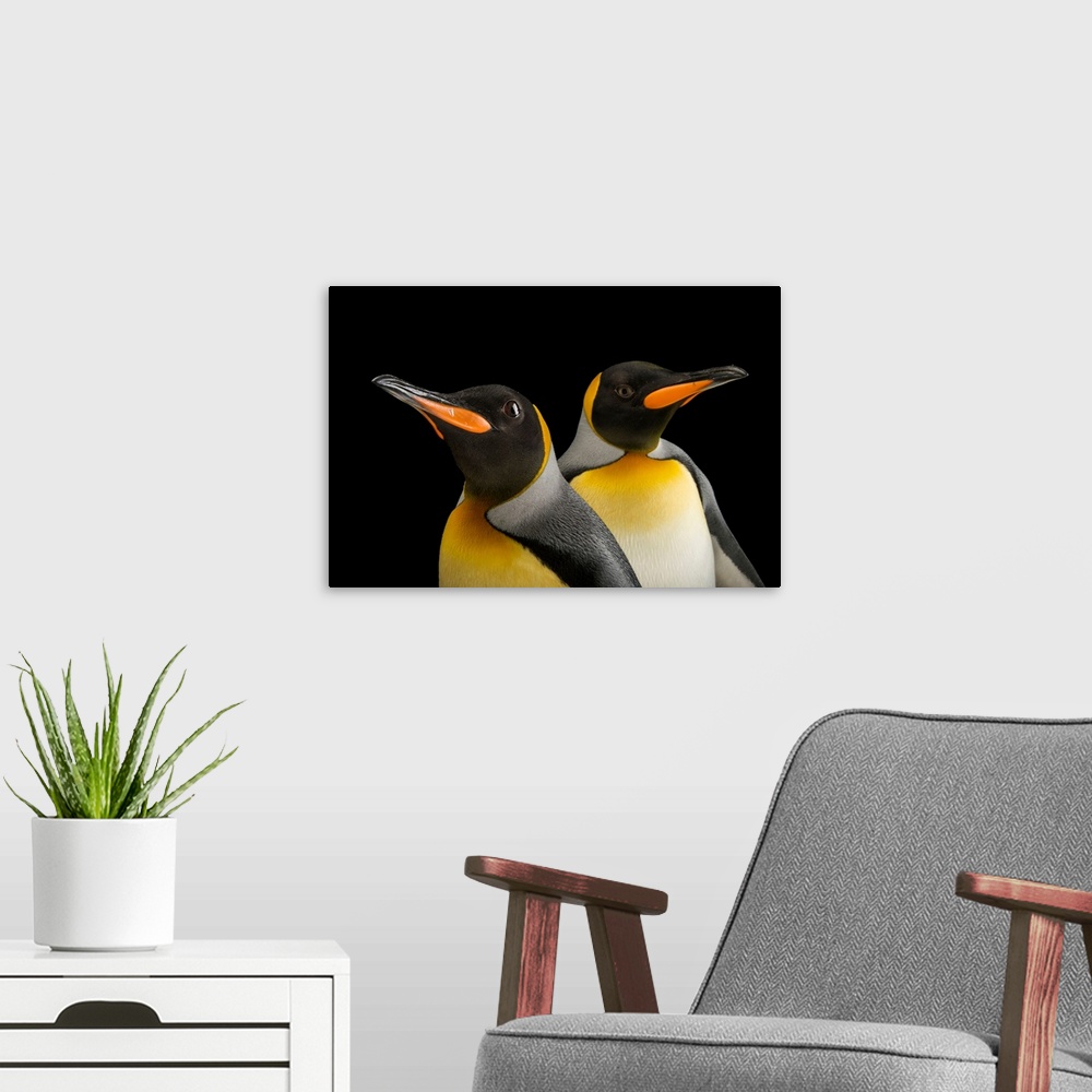 A modern room featuring A pair of South Georgia king penguins, Aptenodytes patagonicus patagonicus.