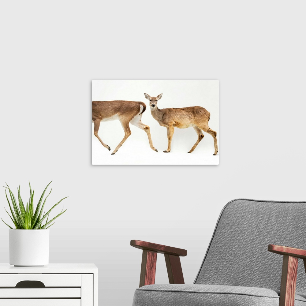 A modern room featuring A pair of Texas white-tailed deer, Odocoileus virginianus texanus, at the Caldwell Zoo.