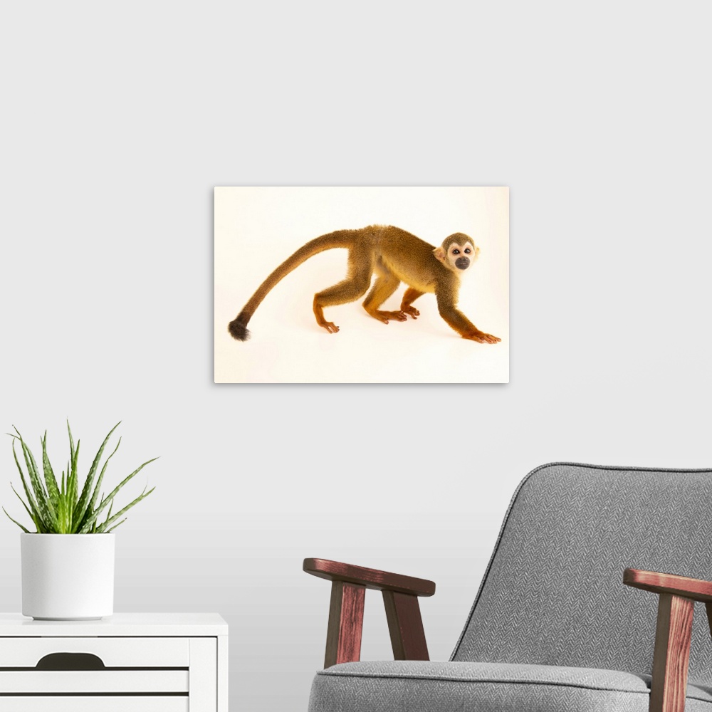A modern room featuring A Peruvian black-capped squirrel monkey (Saimiri boliviensis peruviensis) at the Pilpintuwasi But...