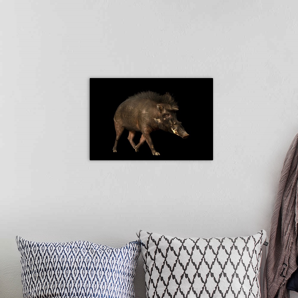 A bohemian room featuring A Philippine warty pig (Sus philippensis philippensis) at the Avilon Wildlife Conservation Founda...