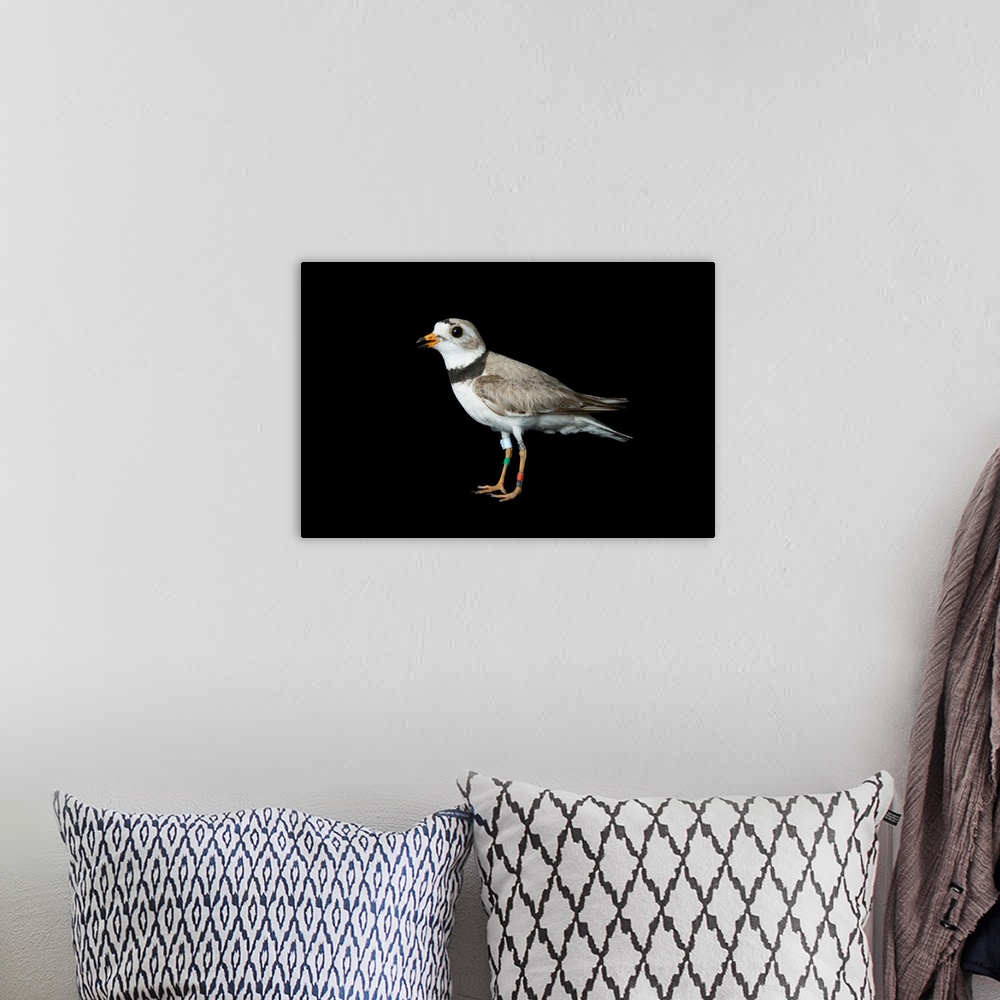 A bohemian room featuring An endangered Piping plover (Charadrius melodus).
