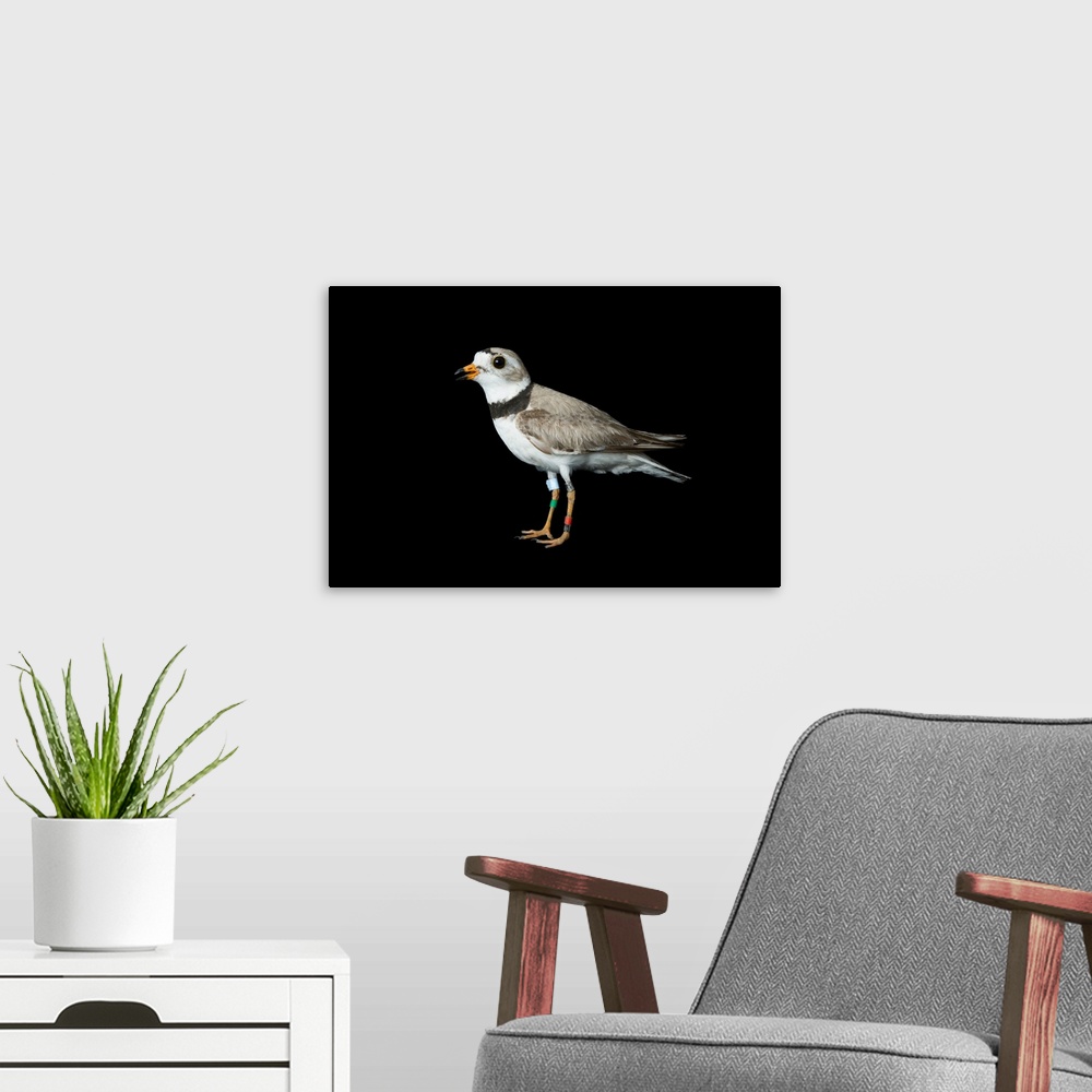 A modern room featuring An endangered Piping plover (Charadrius melodus).