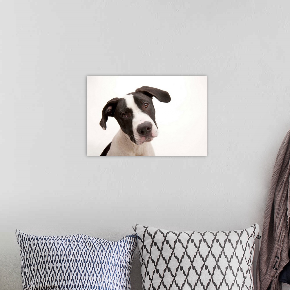 A bohemian room featuring A studio portrait of Mickey, a pit bull mix.