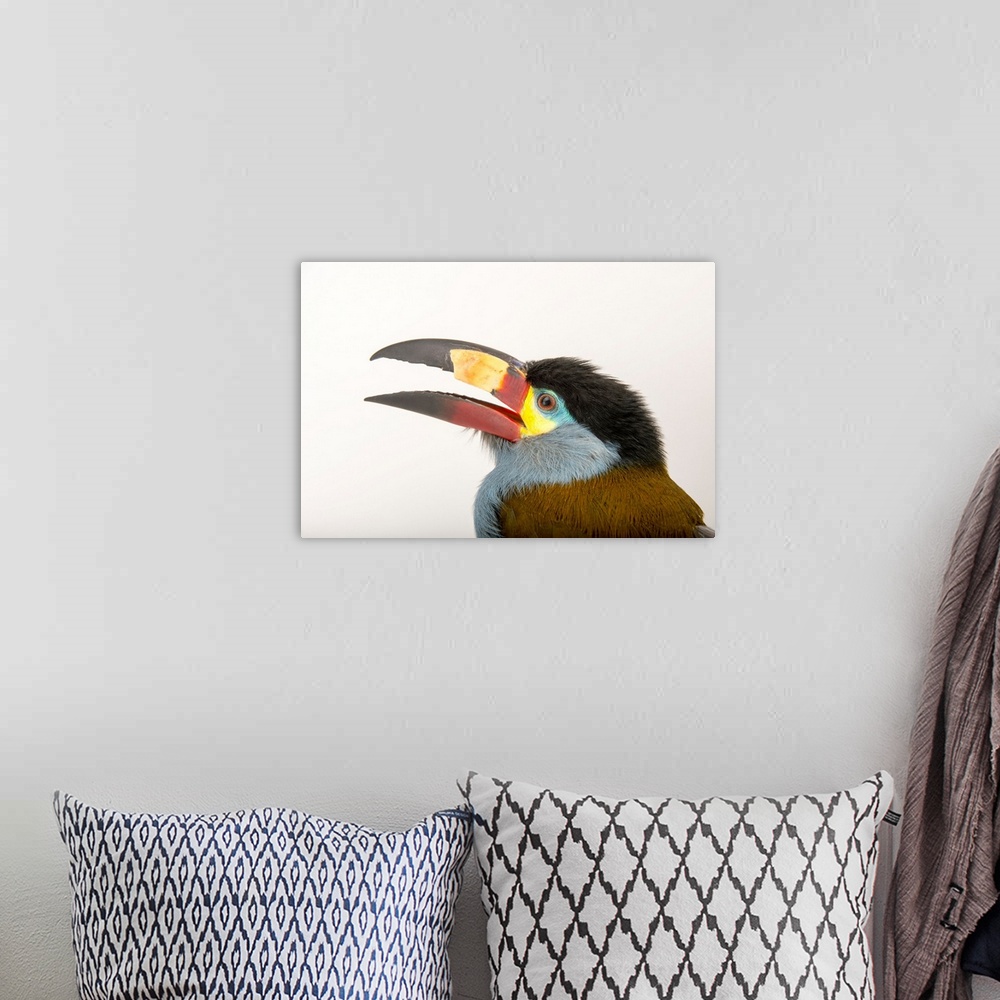 A bohemian room featuring A plate billed mountain toucan, Andigena laminirostris, at the Dallas World Aquarium.