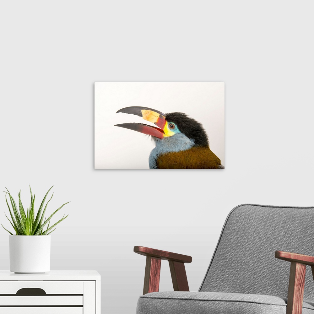 A modern room featuring A plate billed mountain toucan, Andigena laminirostris, at the Dallas World Aquarium.