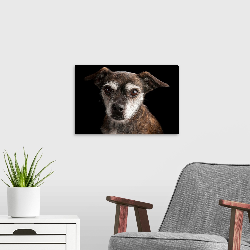 A modern room featuring A studio portrait of Sassy, a poodle and Boston terrier mix.