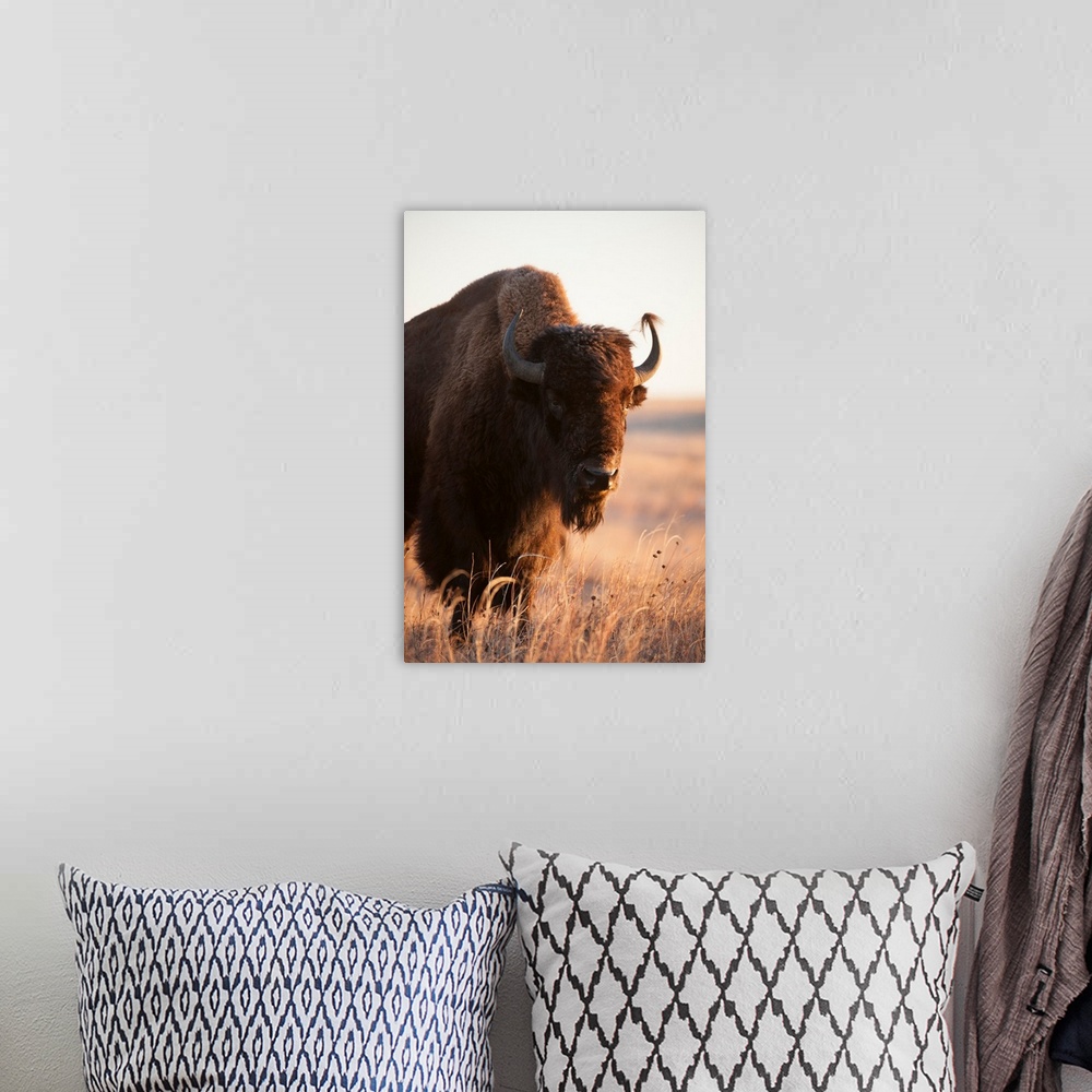 A bohemian room featuring A front head shot of a bison on a ranch near Valentine, NE.
