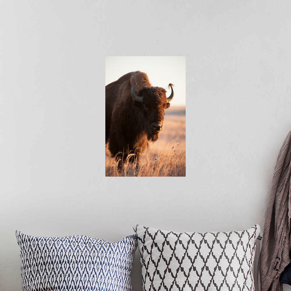A bohemian room featuring A front head shot of a bison on a ranch near Valentine, NE.