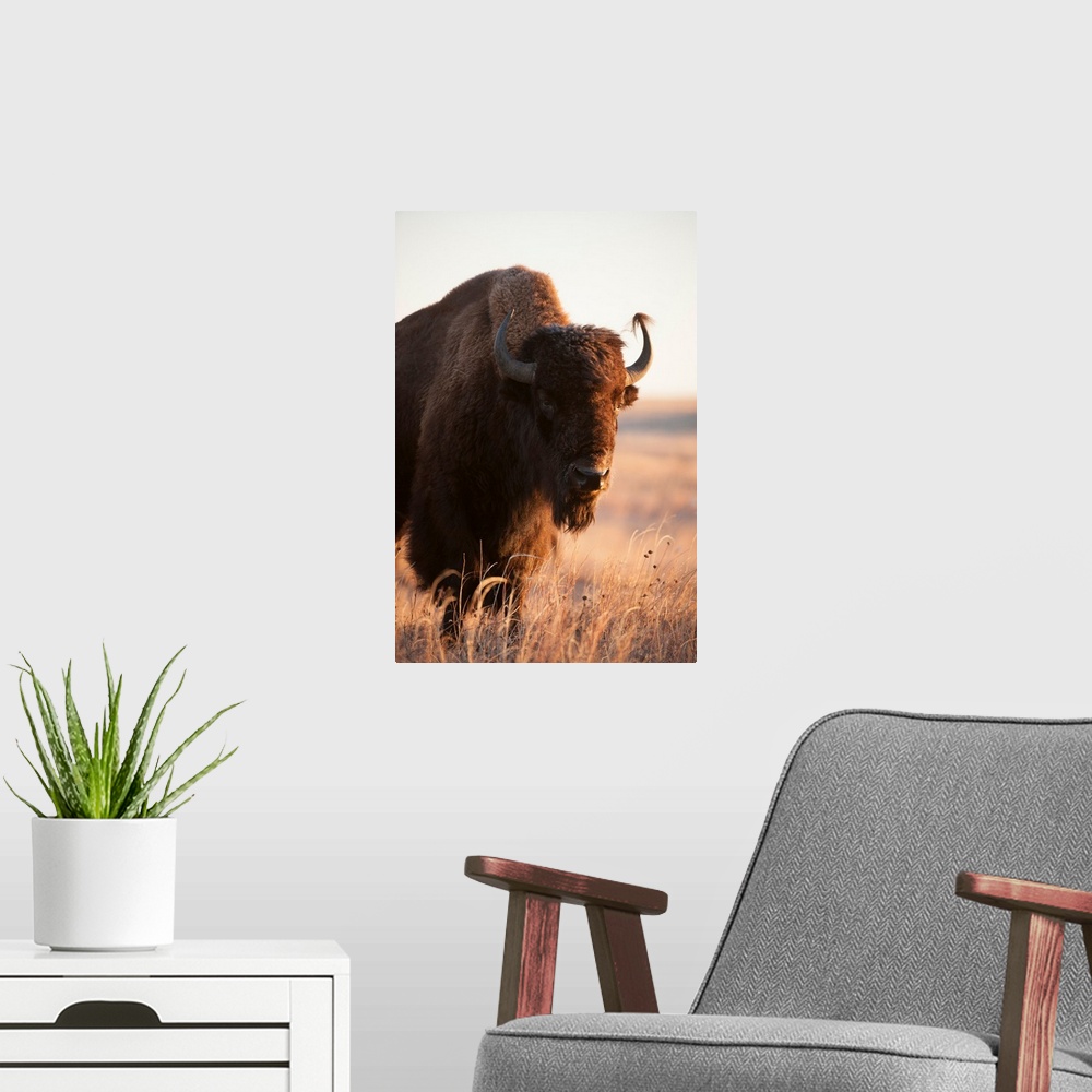 A modern room featuring A front head shot of a bison on a ranch near Valentine, NE.