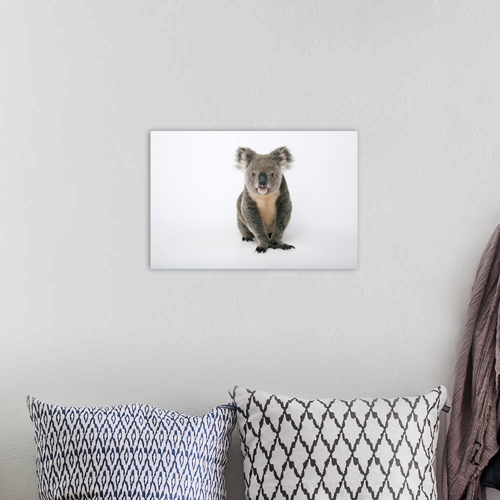 A bohemian room featuring A portrait of a federally threatened koala.