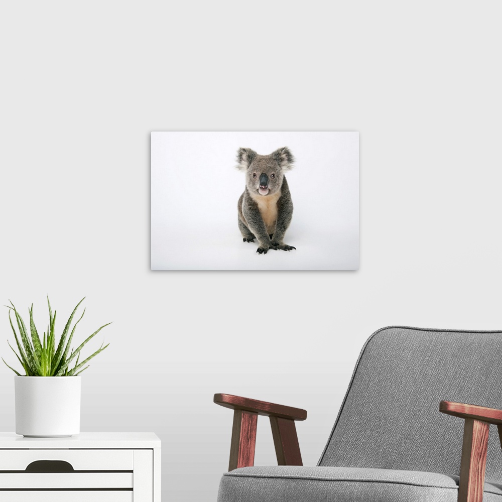 A modern room featuring A portrait of a federally threatened koala.