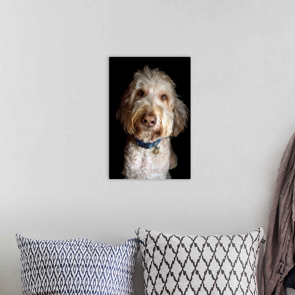 A bohemian room featuring A portrait of a golden doodle mix breed dog
