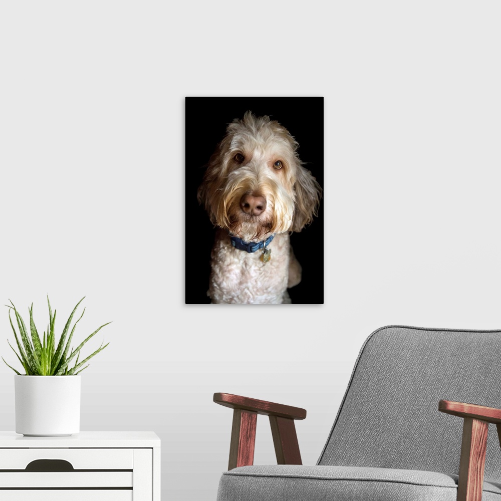 A modern room featuring A portrait of a golden doodle mix breed dog