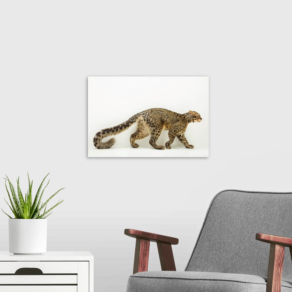 A modern room featuring A portrait of a marbled cat (Pardofelis marmorata marmorata).