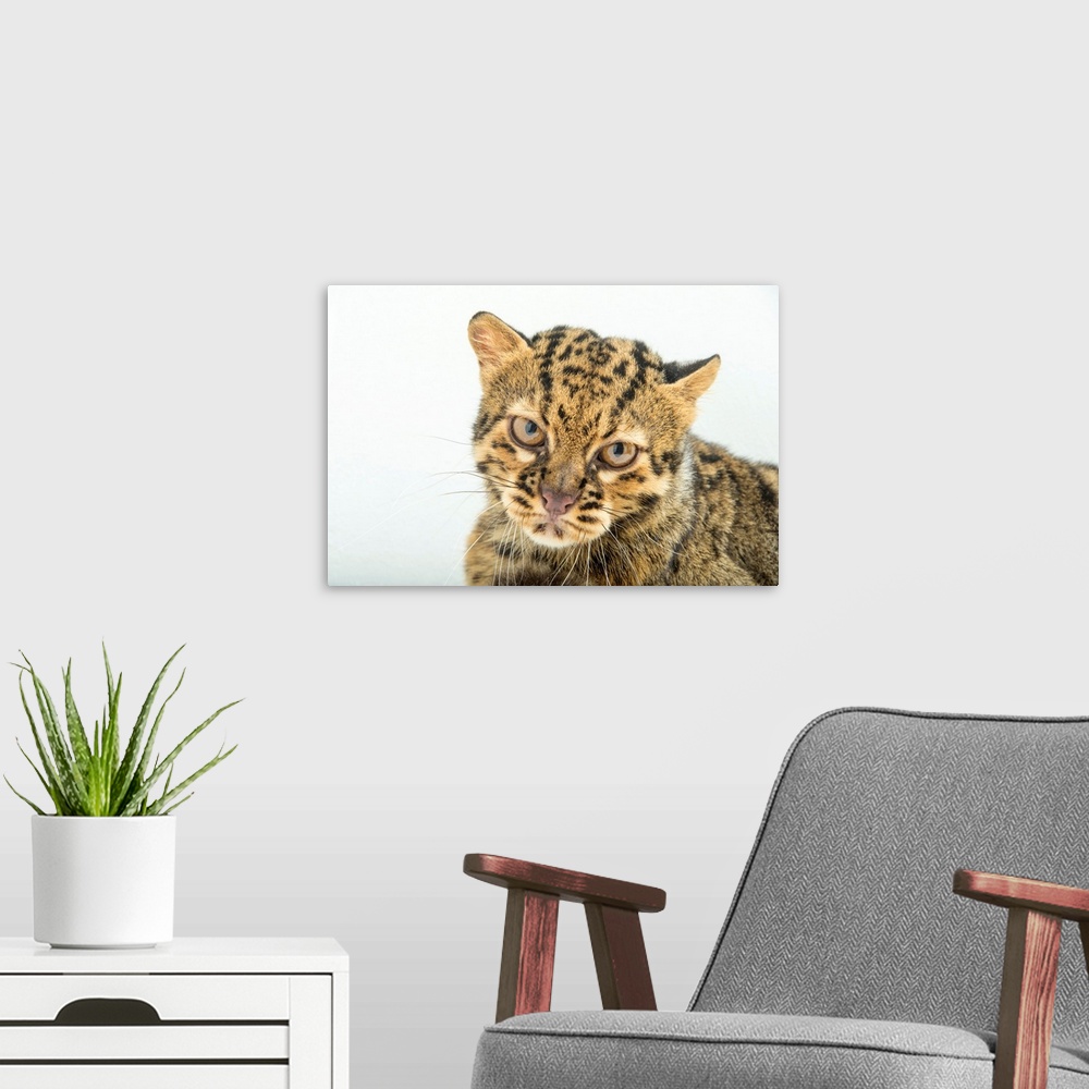 A modern room featuring A Portrait Of A Marbled Cat, Pardofelis Marmorata