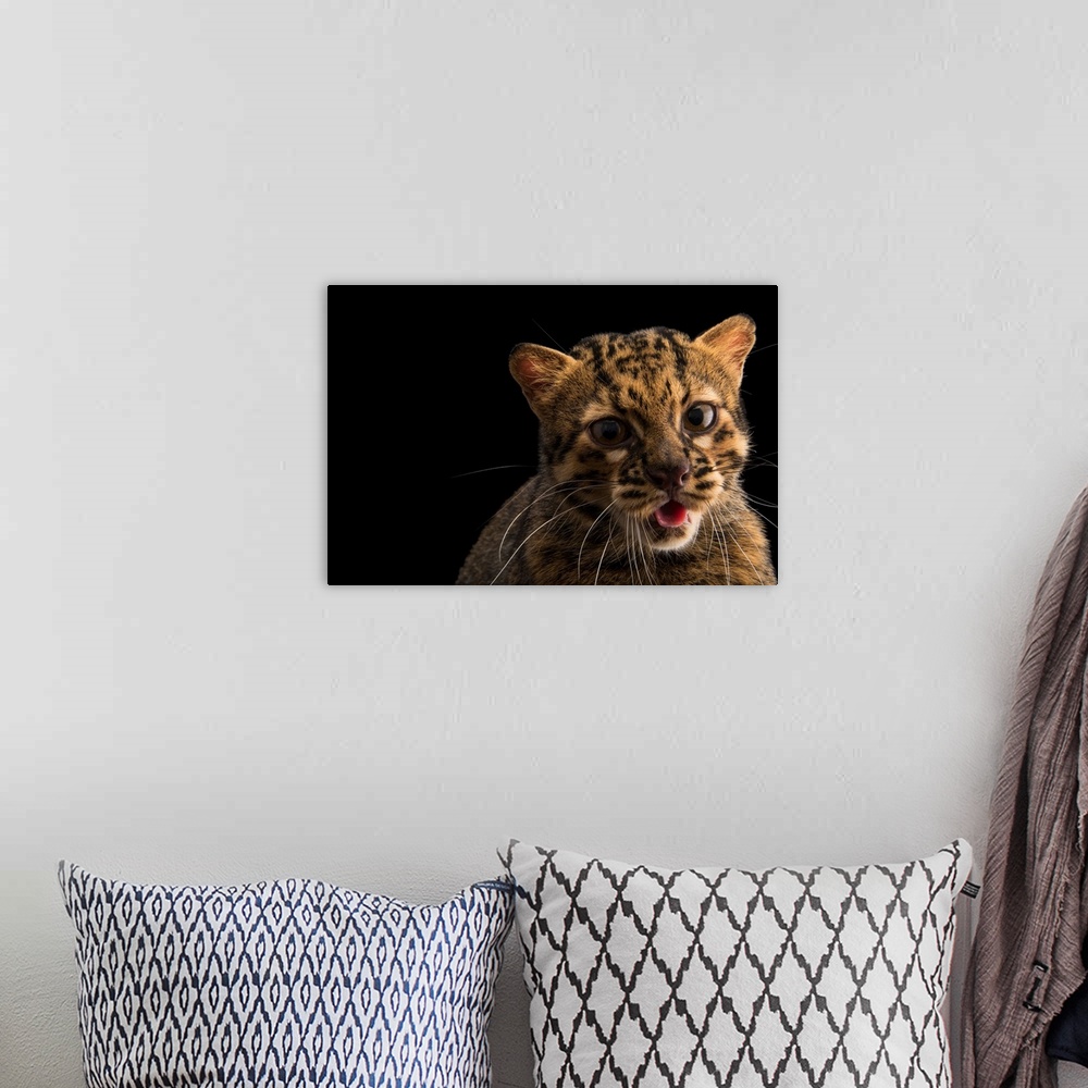 A bohemian room featuring A Portrait Of A Marbled Cat, Pardofelis Marmorata