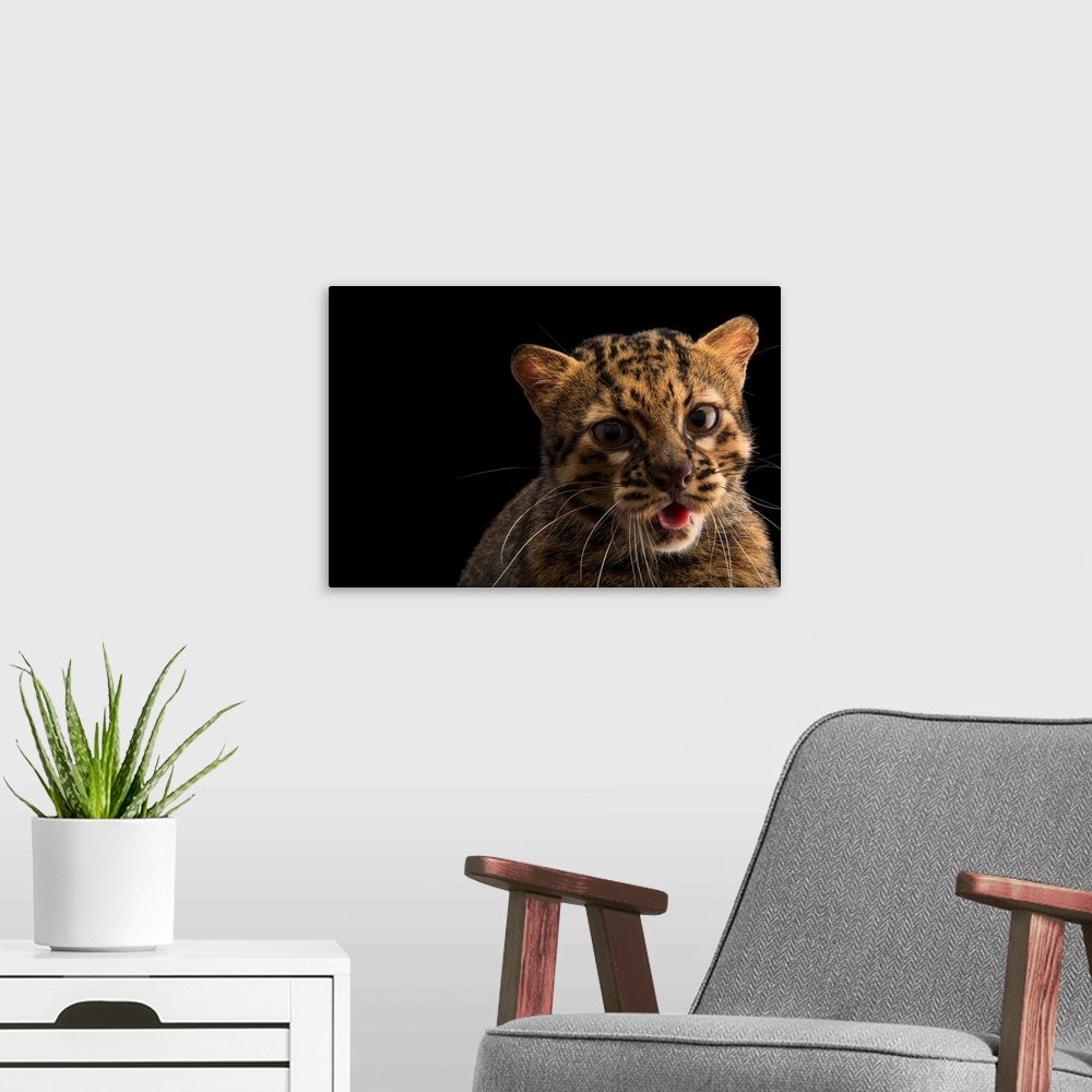 A modern room featuring A Portrait Of A Marbled Cat, Pardofelis Marmorata