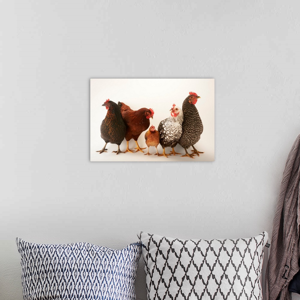 A bohemian room featuring A portrait of a Plymouth barred rock hen, a silver laced wyandotte hen, a New Hampshire red hen, ...