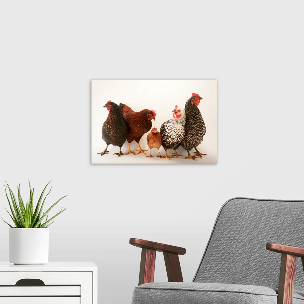 A modern room featuring A portrait of a Plymouth barred rock hen, a silver laced wyandotte hen, a New Hampshire red hen, ...