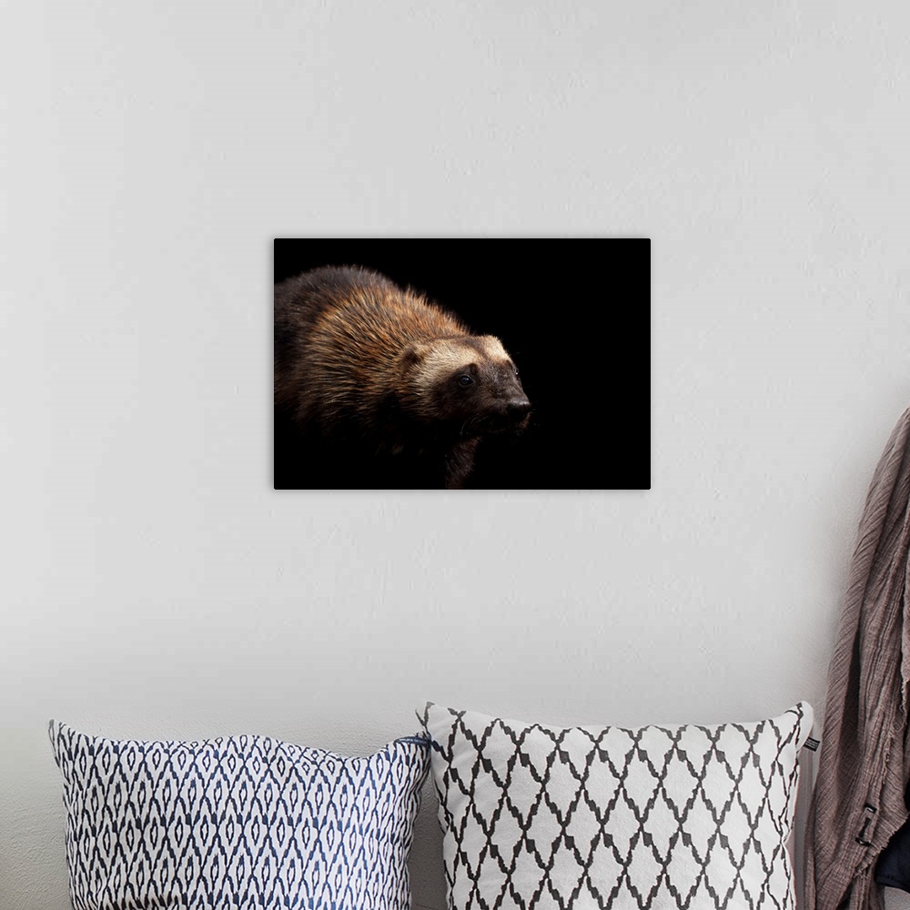 A bohemian room featuring A portrait of a wolverine, Gulo gulo.