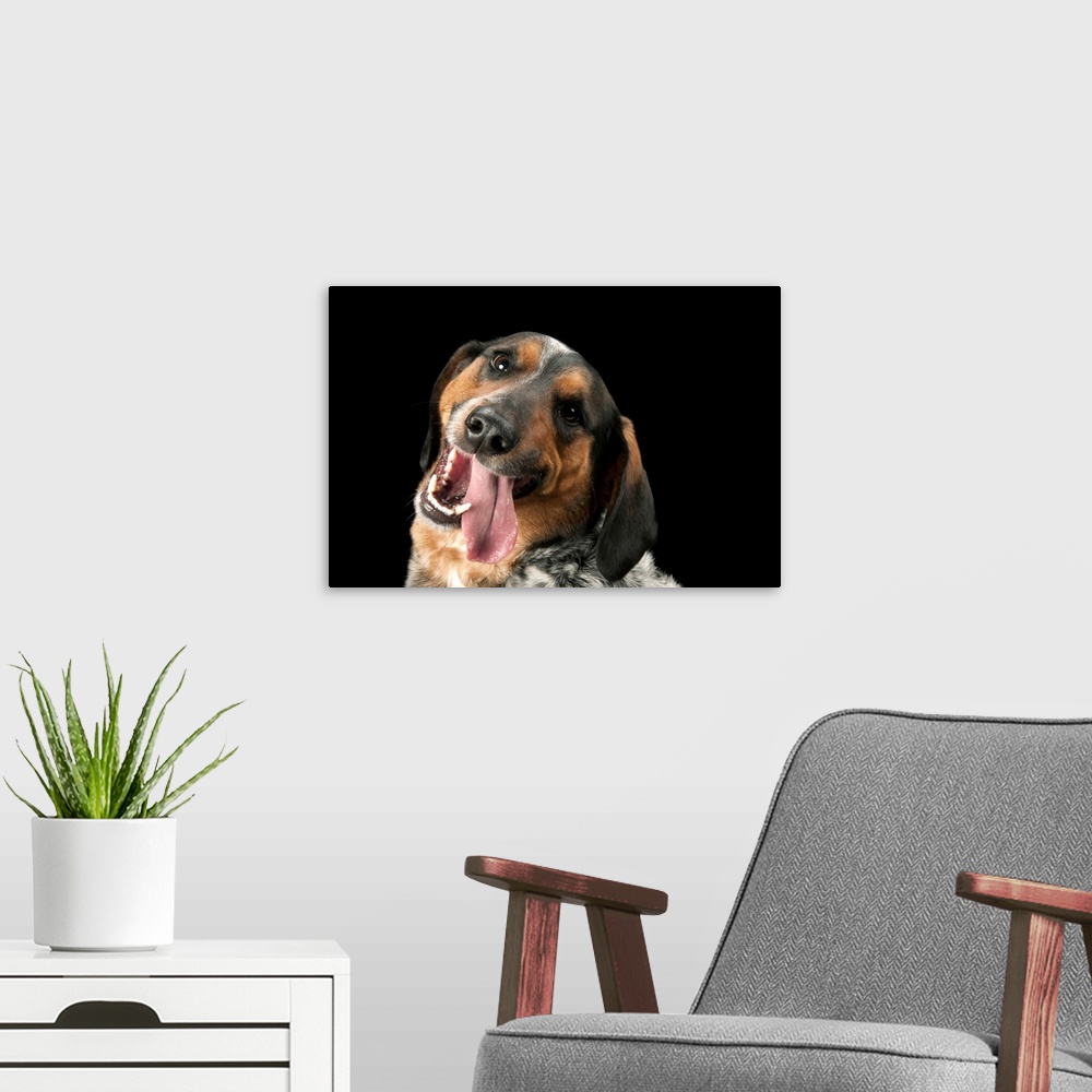 A modern room featuring A portrait of Hank, who is part basset hound and part blue healer.
