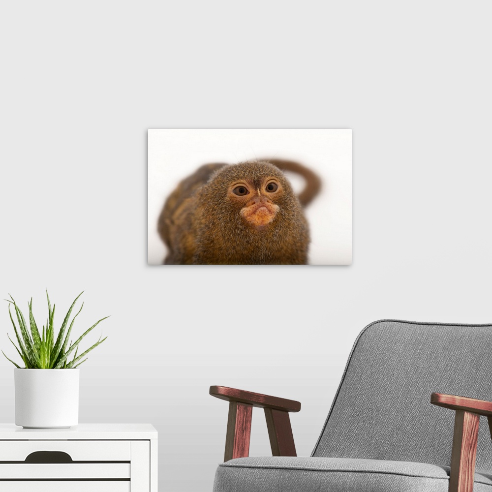 A modern room featuring A pygmy marmoset, Cebuella pygmaea, at the Lincoln Children's Zoo.
