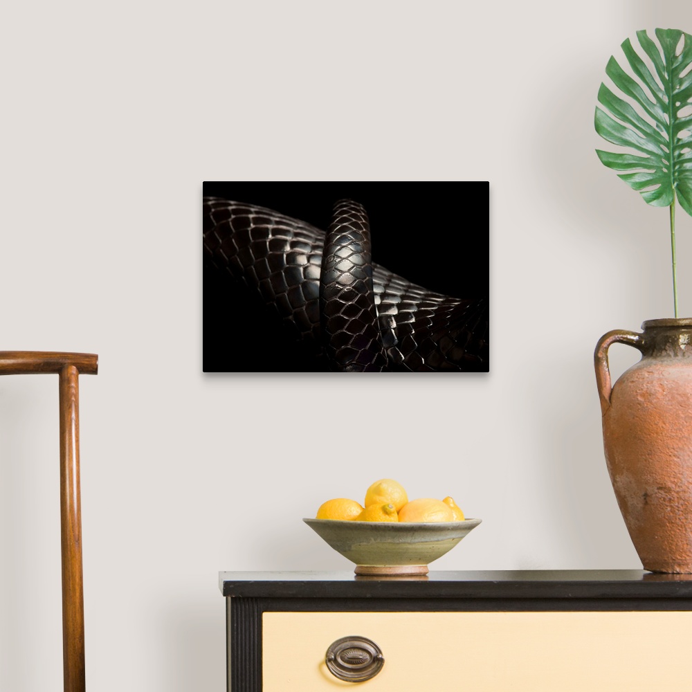 A traditional room featuring A rare Eastern indigo snake, Drymarchon corais couperi.