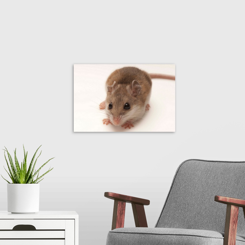 A modern room featuring A rare male Alabama beach mouse, Peromyscus polionotus ammobates.