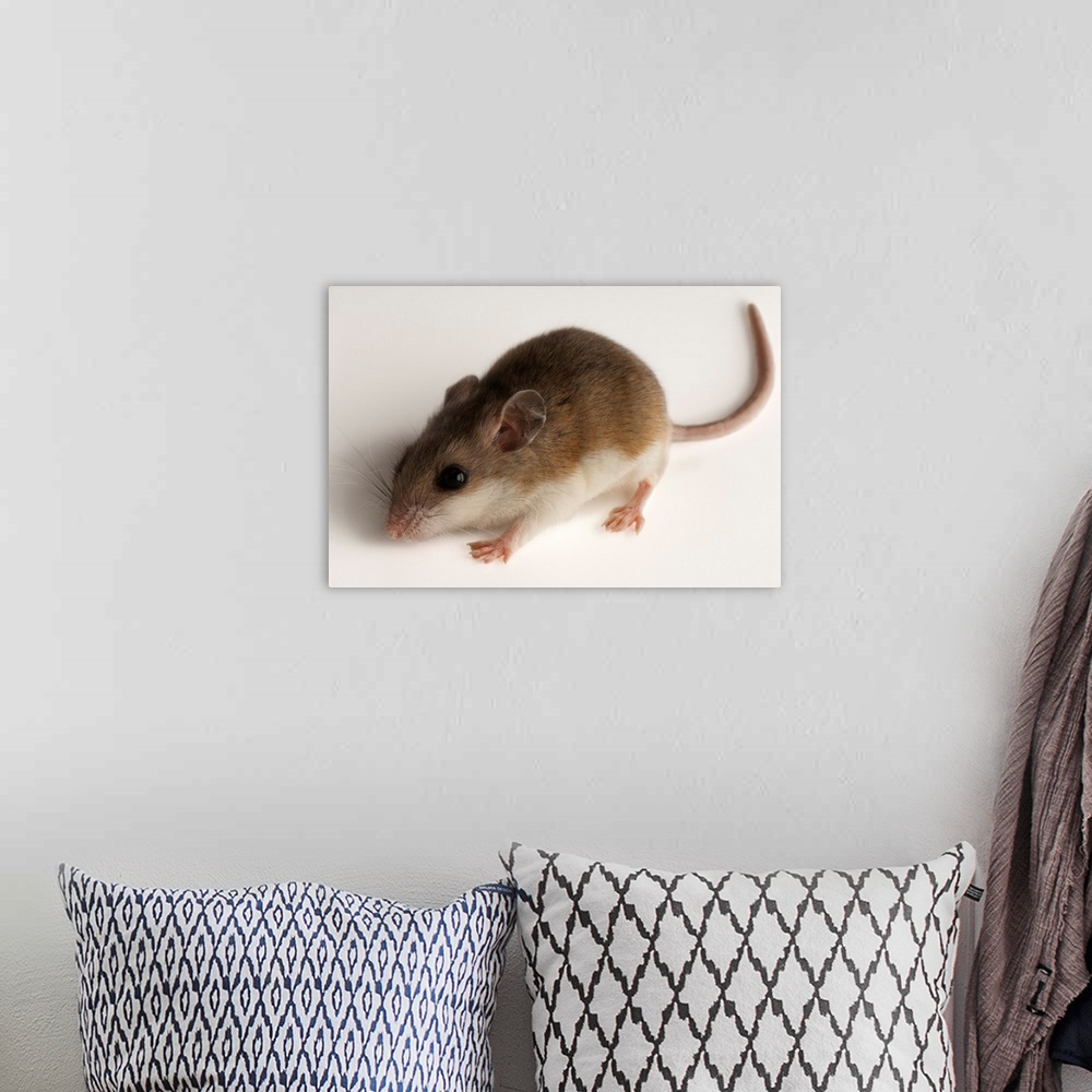 A bohemian room featuring A rare male Alabama beach mouse, Peromyscus polionotus ammobates.