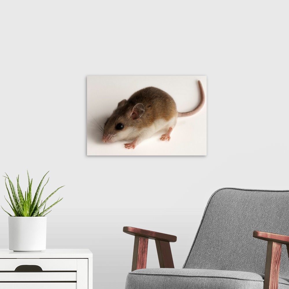A modern room featuring A rare male Alabama beach mouse, Peromyscus polionotus ammobates.