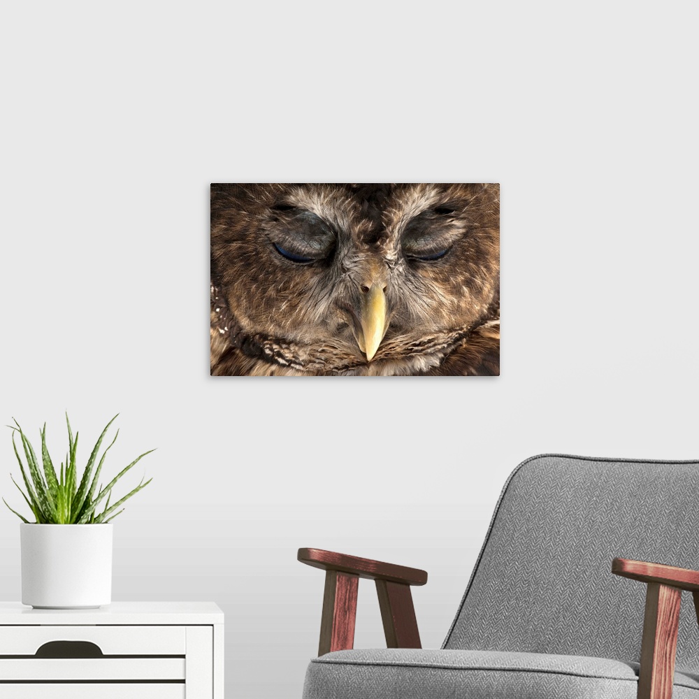 A modern room featuring A rare Northern spotted owl, Strix occidentalis caurina.