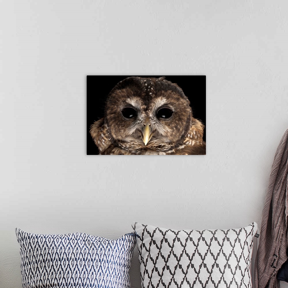 A bohemian room featuring A rare Northern spotted owl, Strix occidentalis caurina.