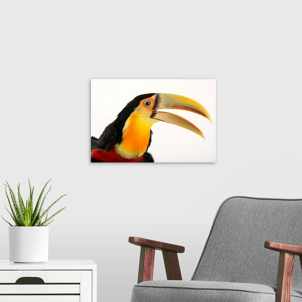 A modern room featuring A red breasted toucan, Ramphastos dicolorus, at the Dallas World Aquarium.