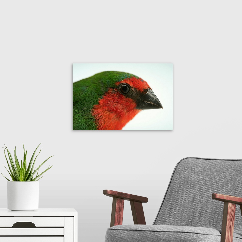 A modern room featuring A red faced parrot finch or red throated parrotfinch, Erythrura psittacea, at Sylvan Heights Wate...