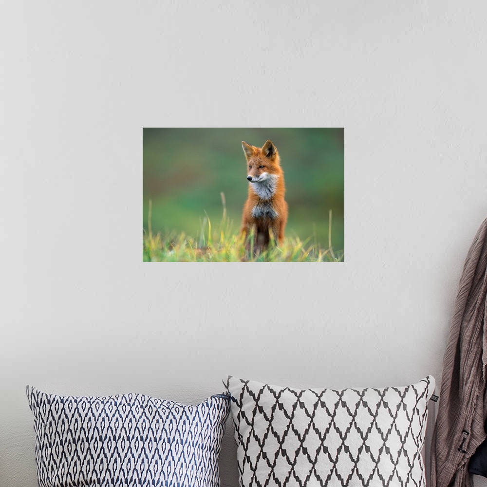 A bohemian room featuring A red fox, recognized by its reddish coat, white-tipped tail, and black stockings, stands alert i...