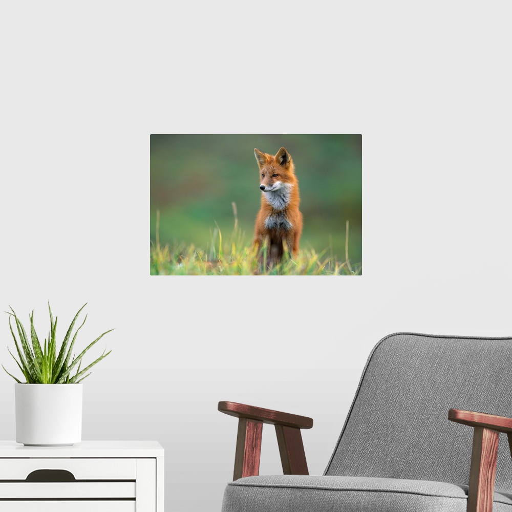 A modern room featuring A red fox, recognized by its reddish coat, white-tipped tail, and black stockings, stands alert i...