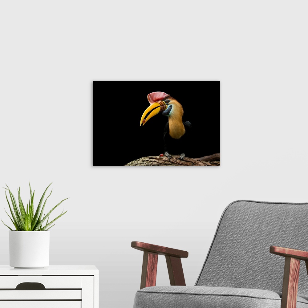 A modern room featuring A red knobbed hornbill, Rhyticeros cassidix, at the Saint Augustine Alligator Farm Zoological Park.