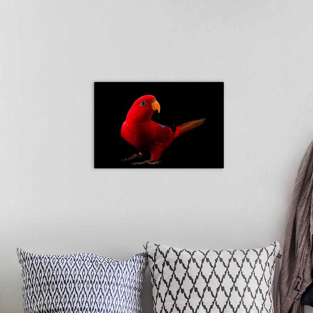 A bohemian room featuring A red lory, Eos bornea, at Jurong Bird Park, Singapore.