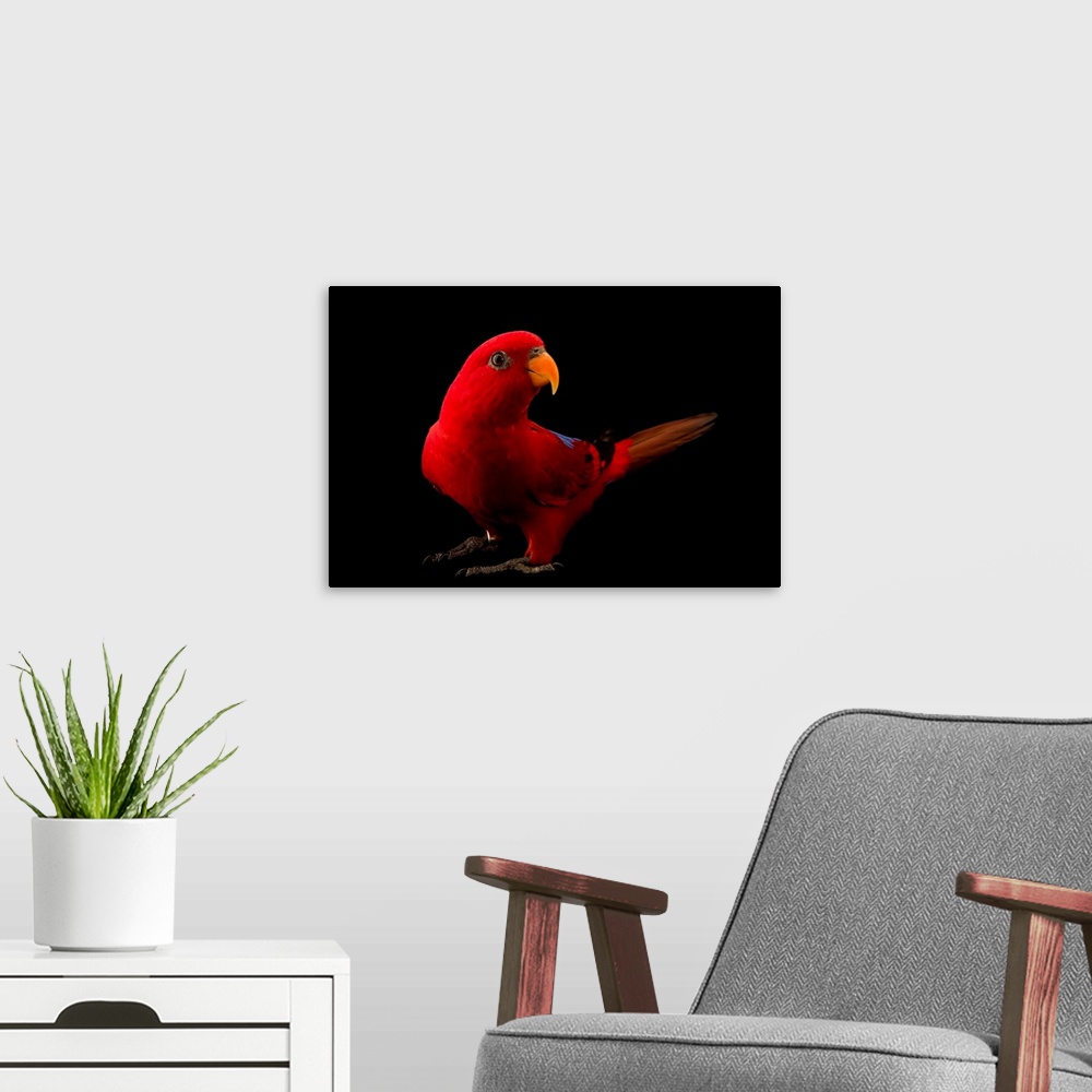 A modern room featuring A red lory, Eos bornea, at Jurong Bird Park, Singapore.