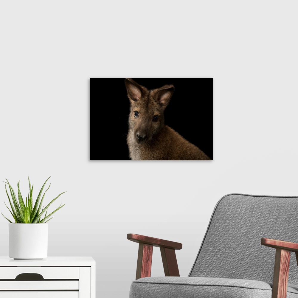 A modern room featuring Red-necked wallaby (Macropus rufogriseus) at the Lincoln Children's Zoo.
