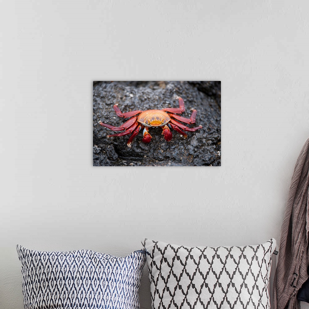 A bohemian room featuring A red rock crab, Grapsus grapsus, in Galapagos National Park.